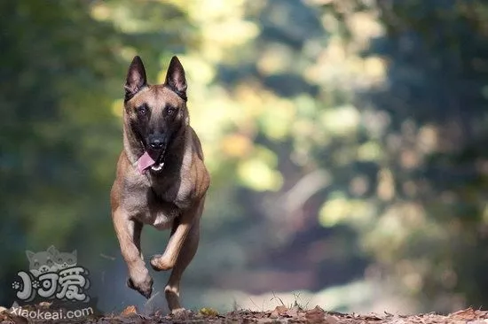 马里努阿犬感冒怎么办 马里努阿犬感冒护理方法1