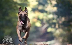 马里努阿犬感冒怎么办 马里努阿犬感冒护理方法