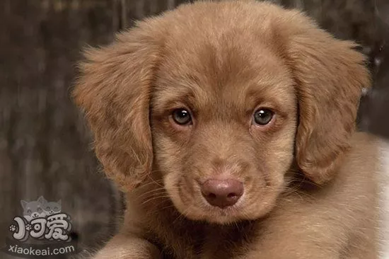 新斯科舍猎鸭寻猎犬感冒吃什么药好1