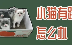 小猫有跳蚤怎么办