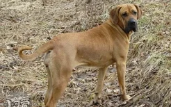 怎么训练日本土佐犬坐下 日本土佐犬坐下训练方法