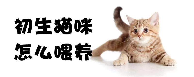 初生猫咪怎么喂养