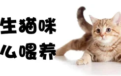 初生猫咪怎么喂养