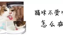 猫咪不爱喝水怎么办