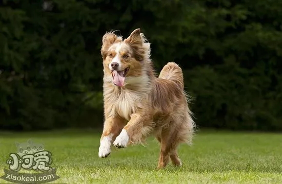 澳大利亚牧羊犬毛发怎么打理 澳洲牧羊犬毛发打理方法