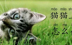 猫猫上火怎么办