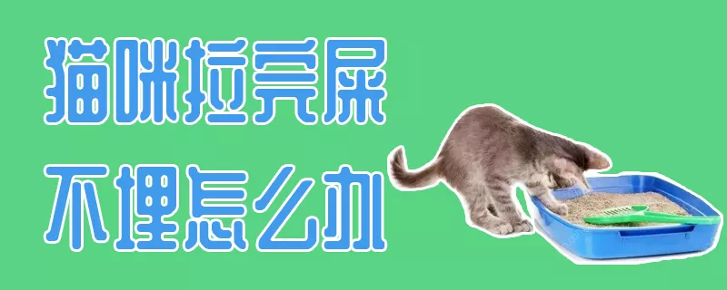 猫咪拉完屎不埋怎么办