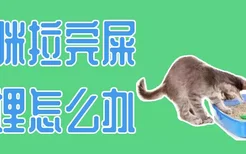 猫咪拉完屎不埋怎么办