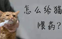 怎么给猫咪喂药