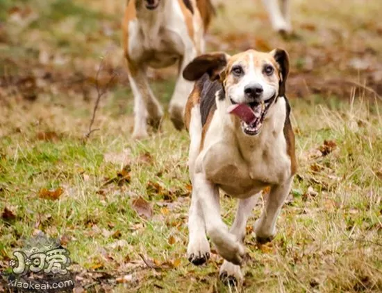 美国猎狐犬感冒什么症状 感冒症状及治疗方法