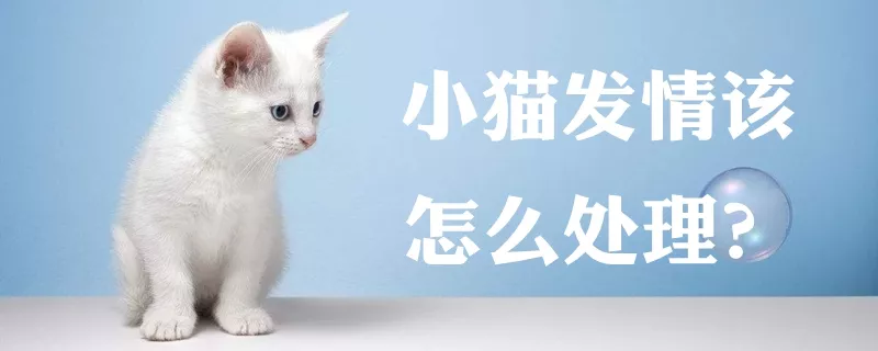 小猫发情该怎么处理