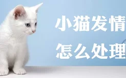 小猫发情该怎么处理