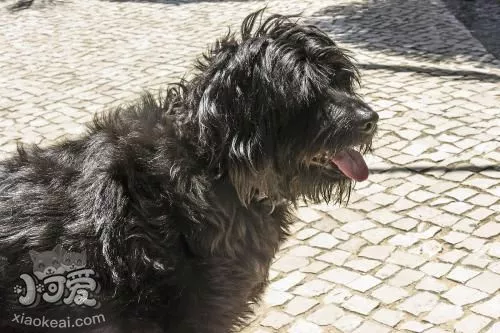 葡萄牙水犬呕吐怎么办 葡萄牙水犬呕吐原因介绍