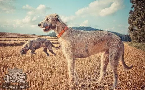 爱尔兰猎狼犬感冒吃什么药 爱尔兰猎狼犬感冒照顾方法1