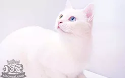 布偶猫养猫攻略 布偶猫养育手册布偶猫吃什么长得好