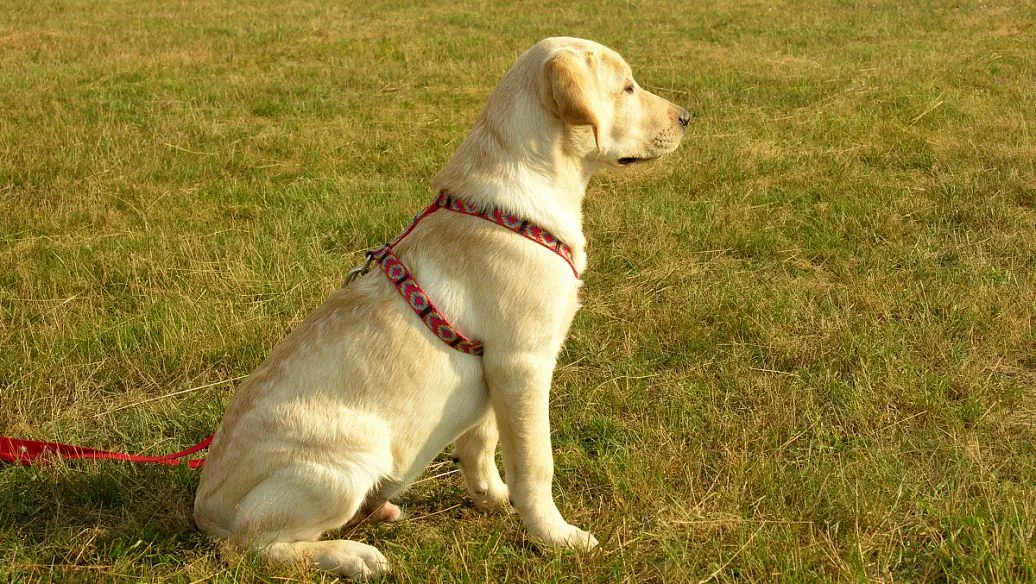 比熊犬挑食不吃狗粮怎么办