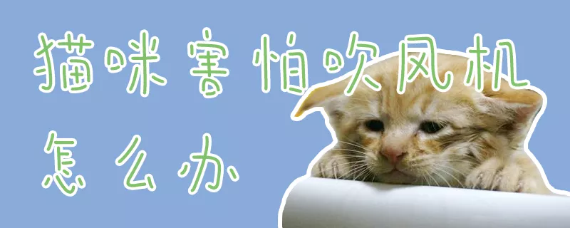 猫咪害怕吹风机怎么办