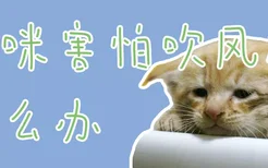 猫咪害怕吹风机怎么办