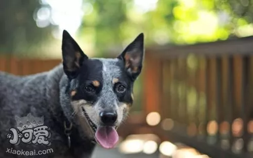 澳大利亚牧牛犬喂什么 澳大利亚牧牛犬喂养要点