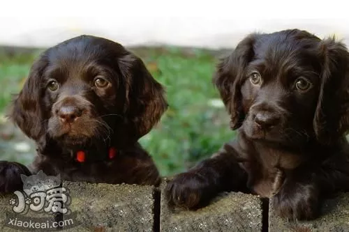 博伊金猎犬毛发枯燥怎么办 博伊金猎犬毛发枯燥解决办法