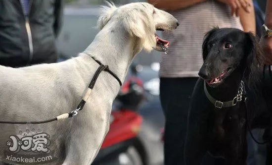 细犬感冒症状有哪些 中国细犬感冒治疗方法1