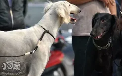 细犬感冒症状有哪些 中国细犬感冒治疗方法