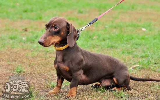 腊肠犬幼犬怎么照顾 腊肠犬幼犬饲养注意事项1