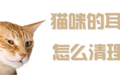 猫咪的耳朵怎么清理