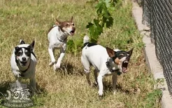 捕鼠梗犬吃什么狗粮好 捕鼠梗犬狗粮选择推荐