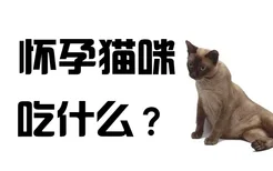 怀孕猫咪吃什么