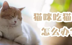 猫咪吃猫砂怎么办