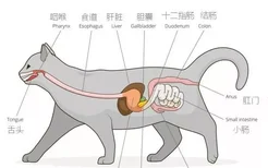 猫腹泻是什么原因 先从猫的消化系统了解开始！