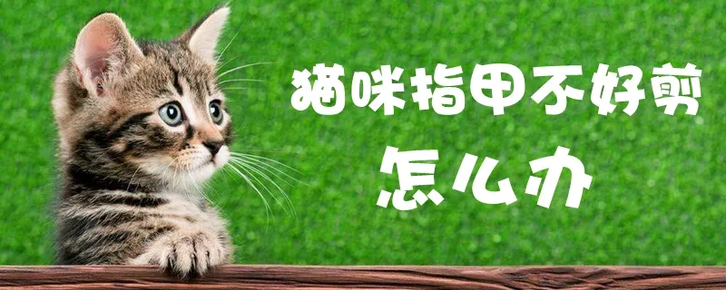 猫咪指甲不好剪怎么办