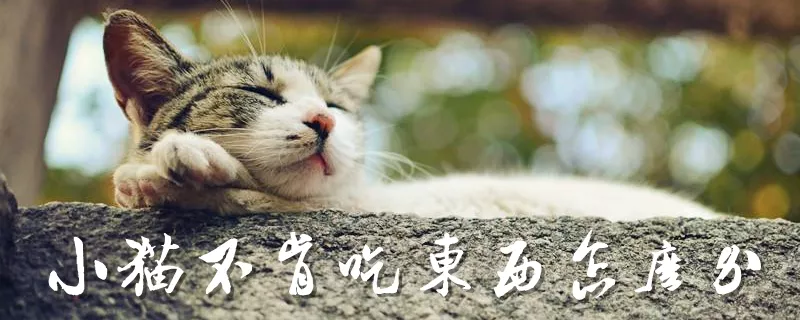 小猫不肯吃东西怎么办