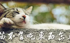 小猫不肯吃东西怎么办