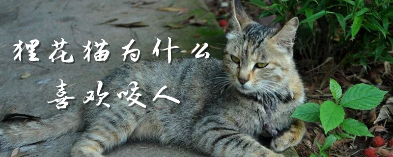 狸花猫为什么喜欢咬人