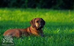 罗得西亚脊背犬肠炎有什么症状 猎狮犬肠炎症状介绍