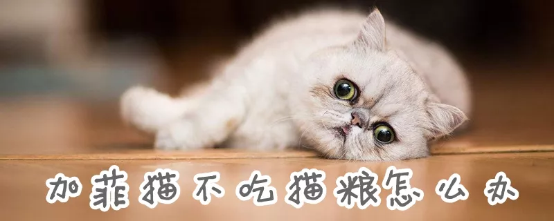 加菲猫不吃猫粮怎么办