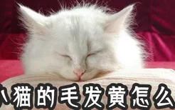 小猫的毛发黄怎么办