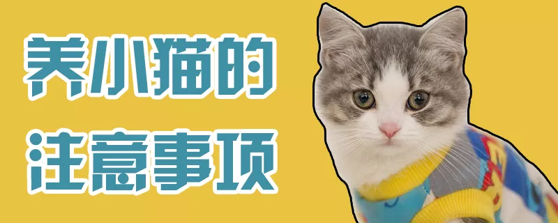 养小猫的注意事项