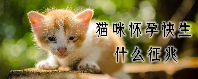 猫咪怀孕快生什么预兆