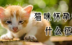 猫咪怀孕快生什么预兆