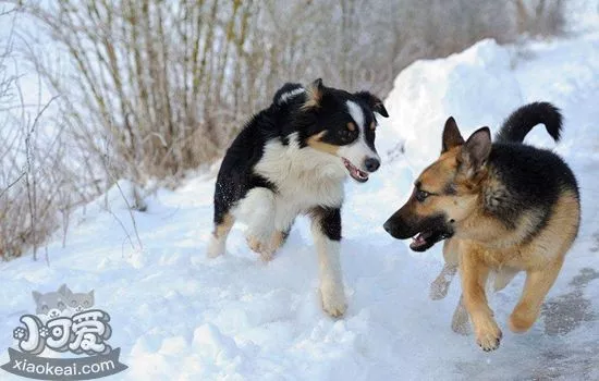 怎么训练澳大利亚牧羊犬趴下 澳洲牧羊犬趴下训练