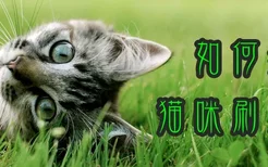 如何给猫咪刷牙