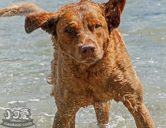 乞沙比克猎犬口腔怎么护理 乞沙比克猎犬口腔护理方法