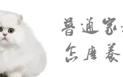 普通家猫怎么养