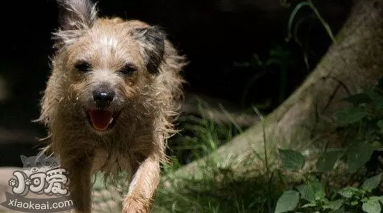 爱尔兰猎狼犬耳朵怎么清洁 爱尔兰猎狼犬耳朵护理方法1