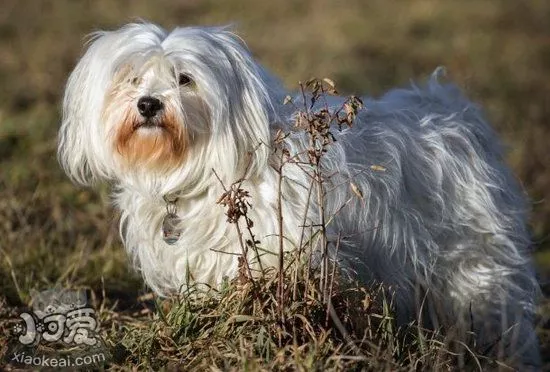 哈瓦那犬怎么养 哈瓦那犬饲养注意事项1