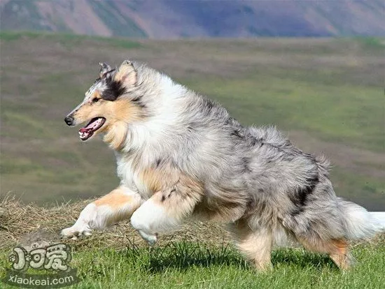 苏格兰牧羊犬怎么自制狗粮 苏格兰牧羊犬自制狗粮配方介绍1