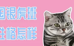 美国银虎斑猫性格怎样